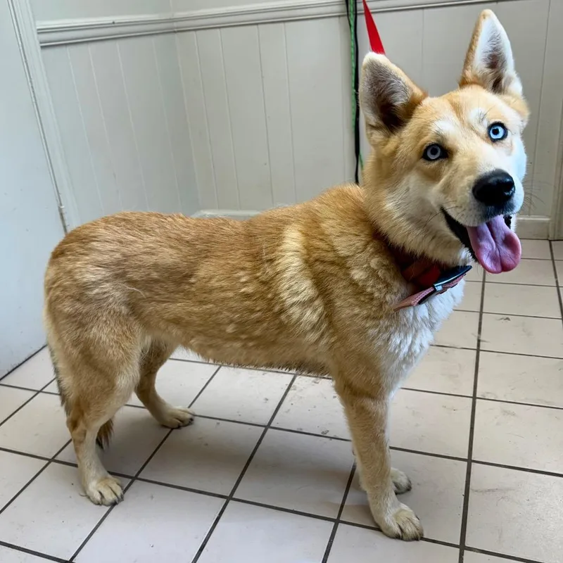 Tuscstray thumbnail 2