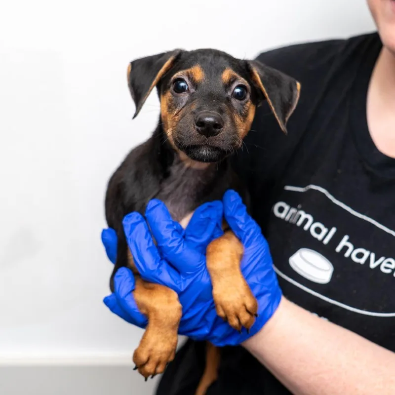 A baby small-sized male Black Mixed Breed dog named Bobby for adoption in New York, NY