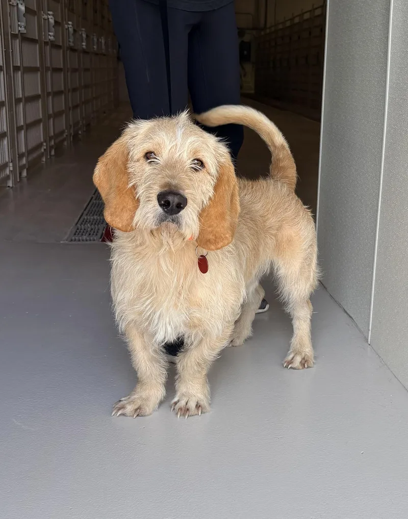 An adult medium-sized male Basset Hound dog named Norton for adoption in Chicago, IL