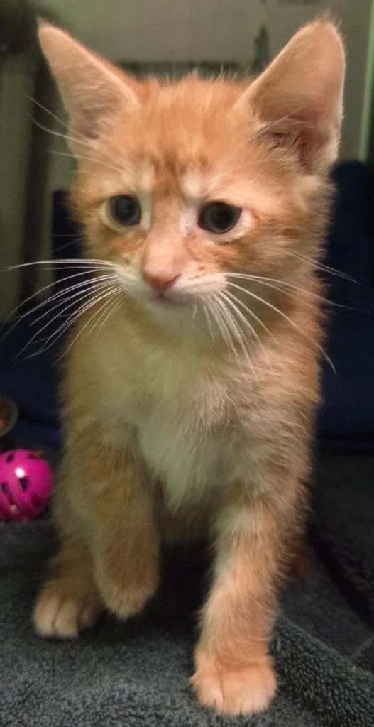 A baby medium-sized male Domestic Short Hair cat named Farva for adoption in Olean, NY