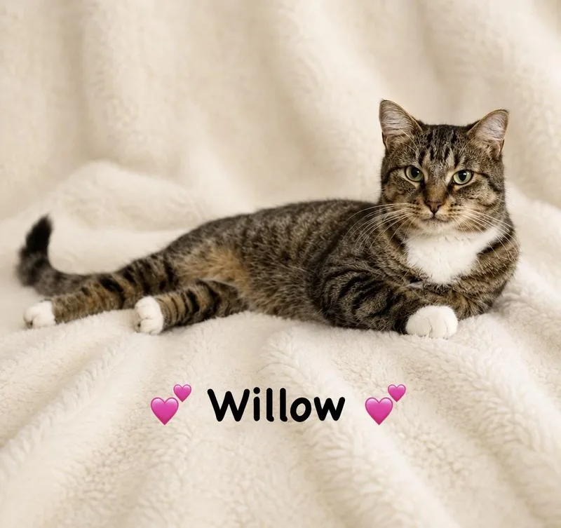 A young medium-sized female Tabby cat named Willow for adoption in Copley, OH