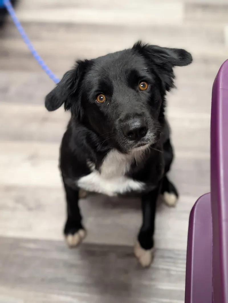 Penny    thumbnail 2