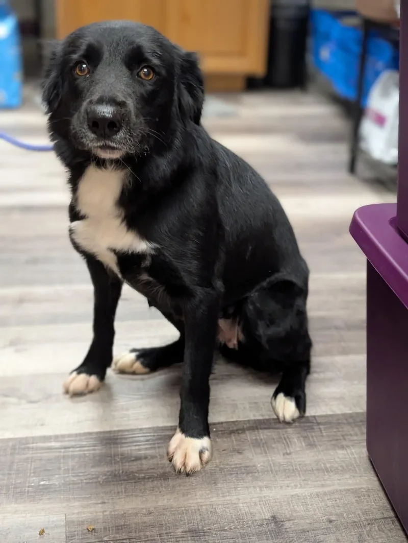 Penny    thumbnail 3