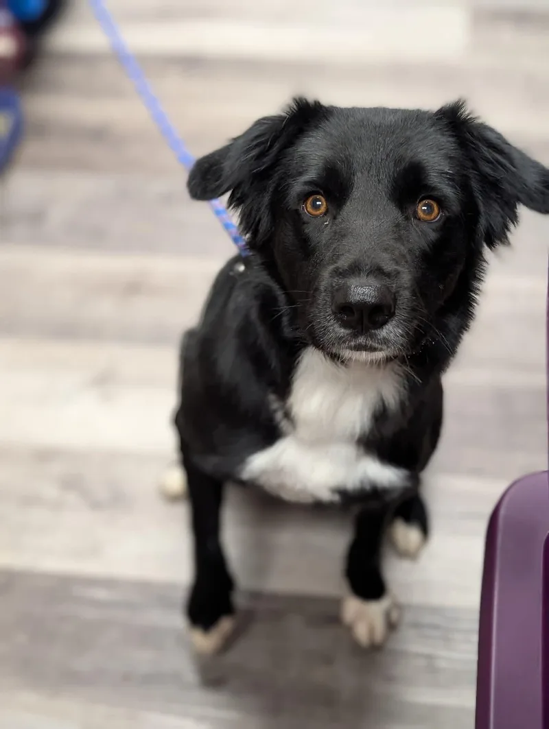 Penny    thumbnail 4