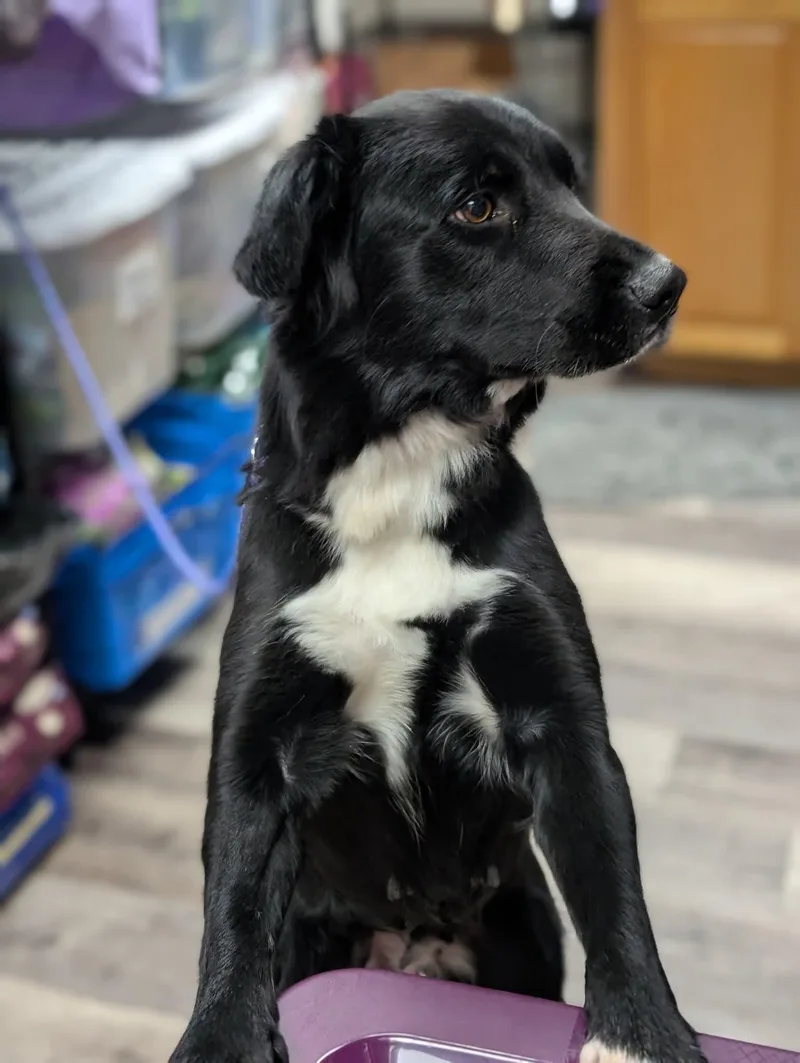 Penny    thumbnail 5