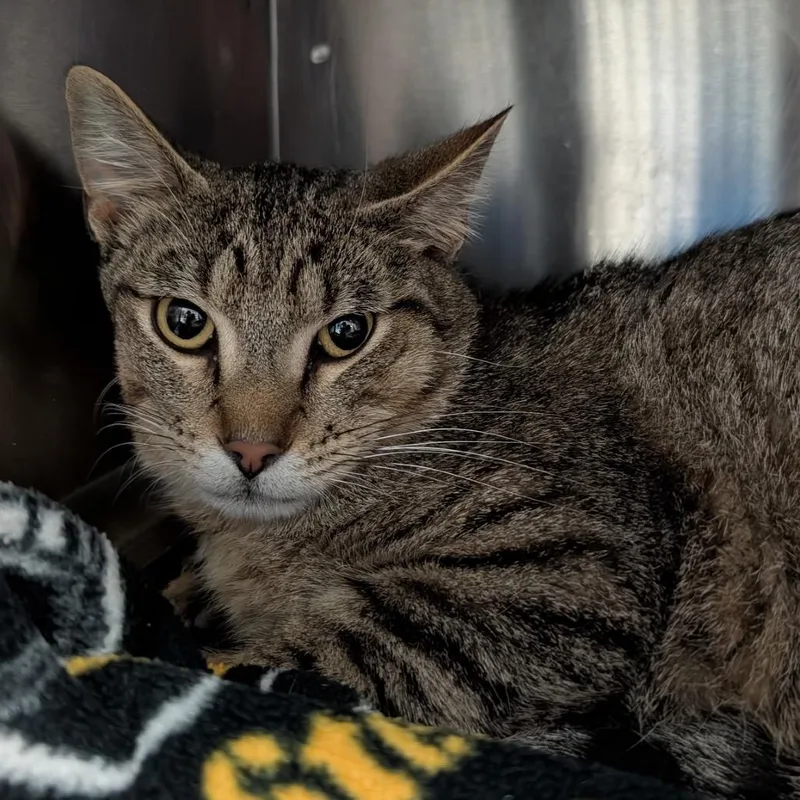 A young medium-sized male Brown / Chocolate Domestic Short Hair cat named Apollo for adoption in Springfield, IL