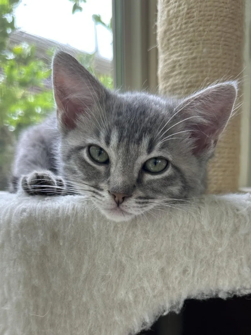 A baby medium-sized male Tabby cat named Little Wolf for adoption in Plano, TX