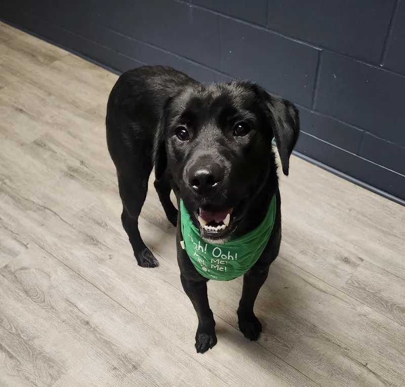 A young medium-sized male Black Labrador Retriever dog named Roscoe for adoption in Mansfield, OH