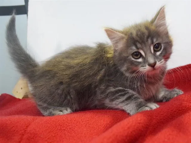 Mimi