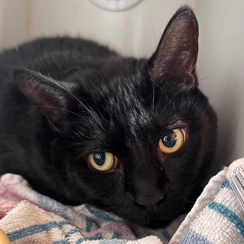 A senior large-sized female Black Domestic Short Hair cat named Lulu for adoption in Salisbury, MA
