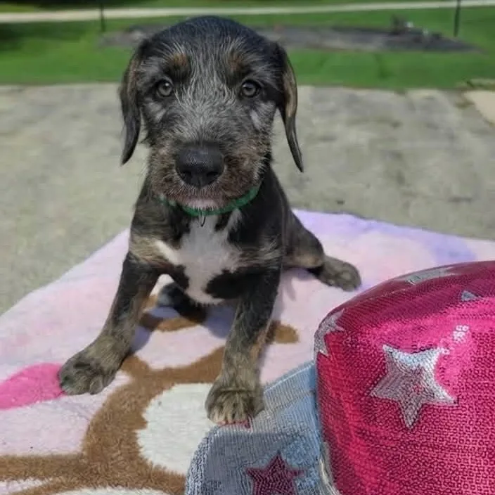 A baby medium-sized male Terrier dog named Honky Tonk for adoption in McHenry, IL