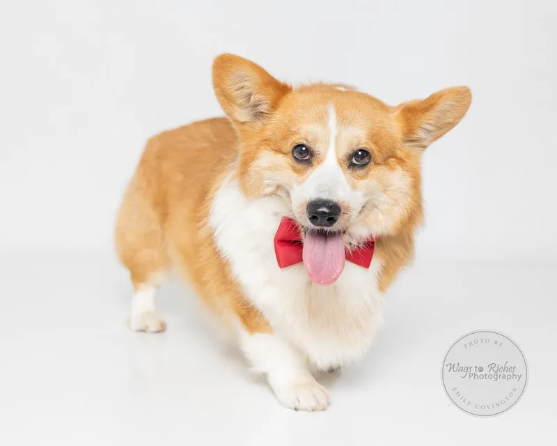 An adult medium-sized male Red / Chestnut / Orange Cardigan Welsh Corgi dog named Happy for adoption in Tuscaloosa, AL