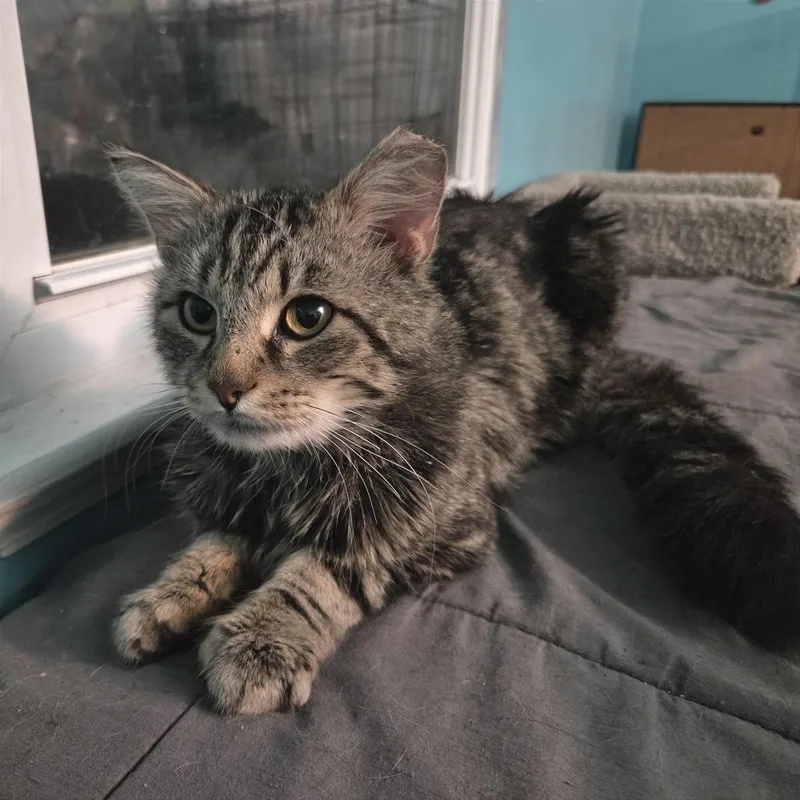 An adult large-sized male Brown / Chocolate Domestic Short Hair cat named Guillermo for adoption in Gibsonia, PA