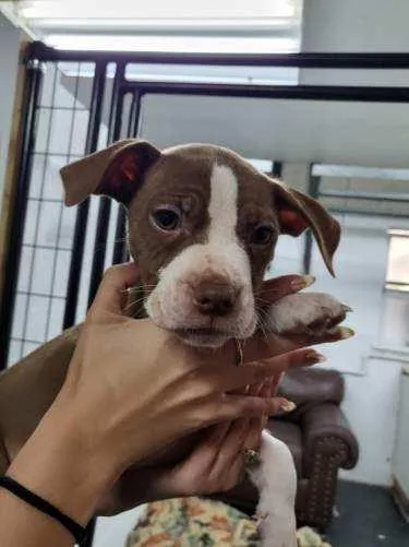 A baby large-sized female Mixed Breed dog named Tootsie for adoption in Naples, FL