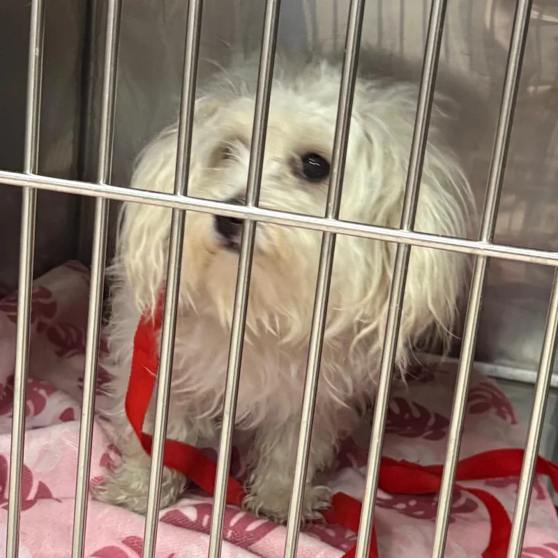 A young small-sized female Miniature Poodle dog named Snowy for adoption in Northbrook, IL