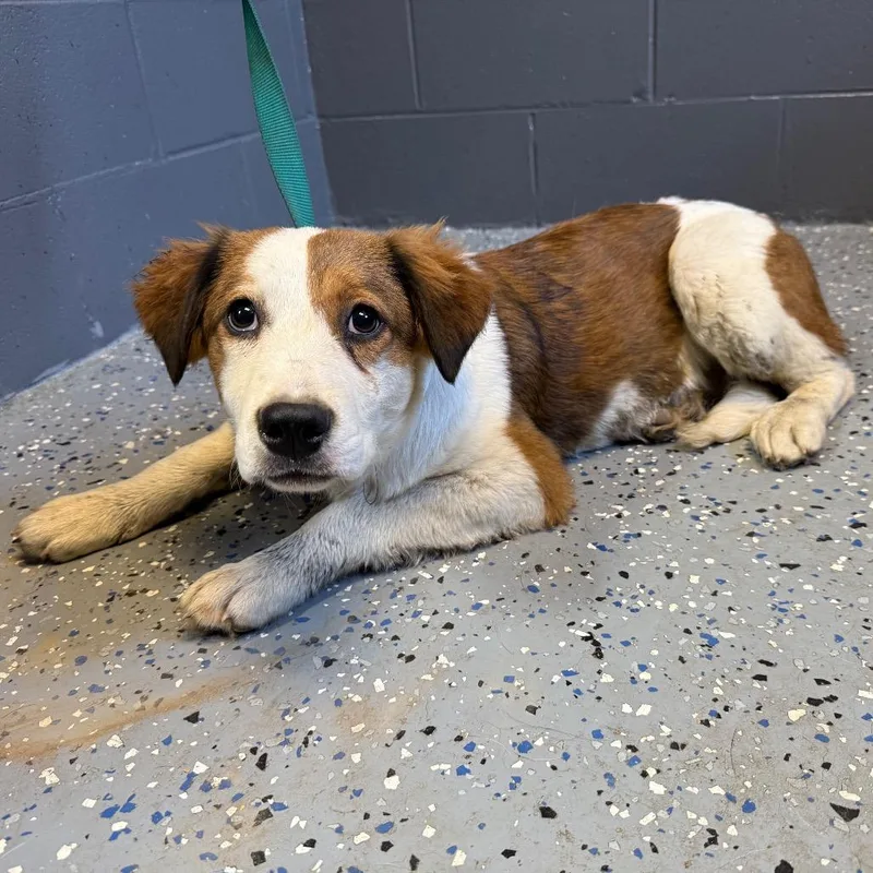 A baby medium-sized female Brown / Chocolate Collie dog named Tuscstray for adoption in Tuscaloosa, AL