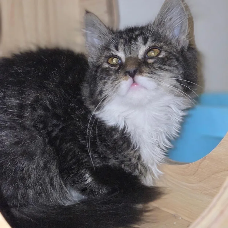 A baby small-sized female Brown / Chocolate Domestic Long Hair cat named Ursula for adoption in Granville, OH