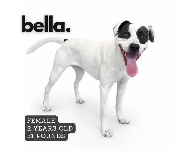 Bella