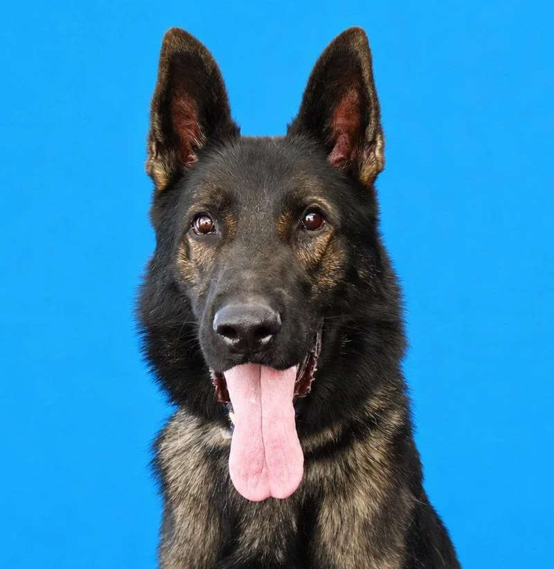 An adult extra large-sized male German Shepherd Dog dog named Darby for adoption in Pasadena, CA