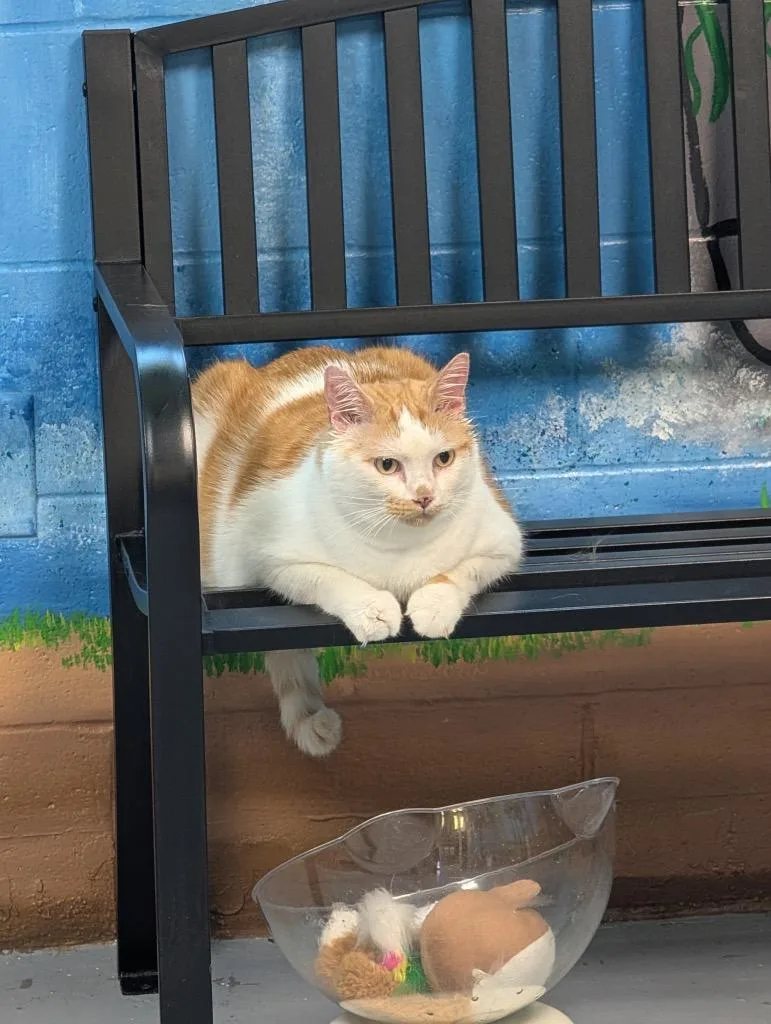 An adult medium-sized male Domestic Short Hair cat named Joey for adoption in Shelbyville, TN