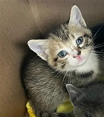 A baby small-sized female Domestic Short Hair cat named Cafee for adoption in Van Nuys, CA