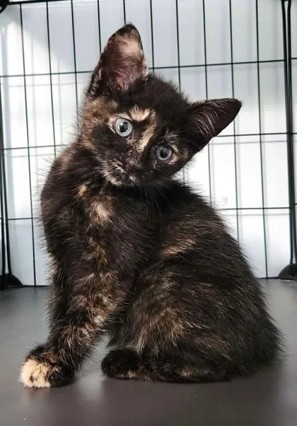 A baby small-sized female Black Domestic Short Hair cat named Valkyrie for adoption in Kansas City, MO