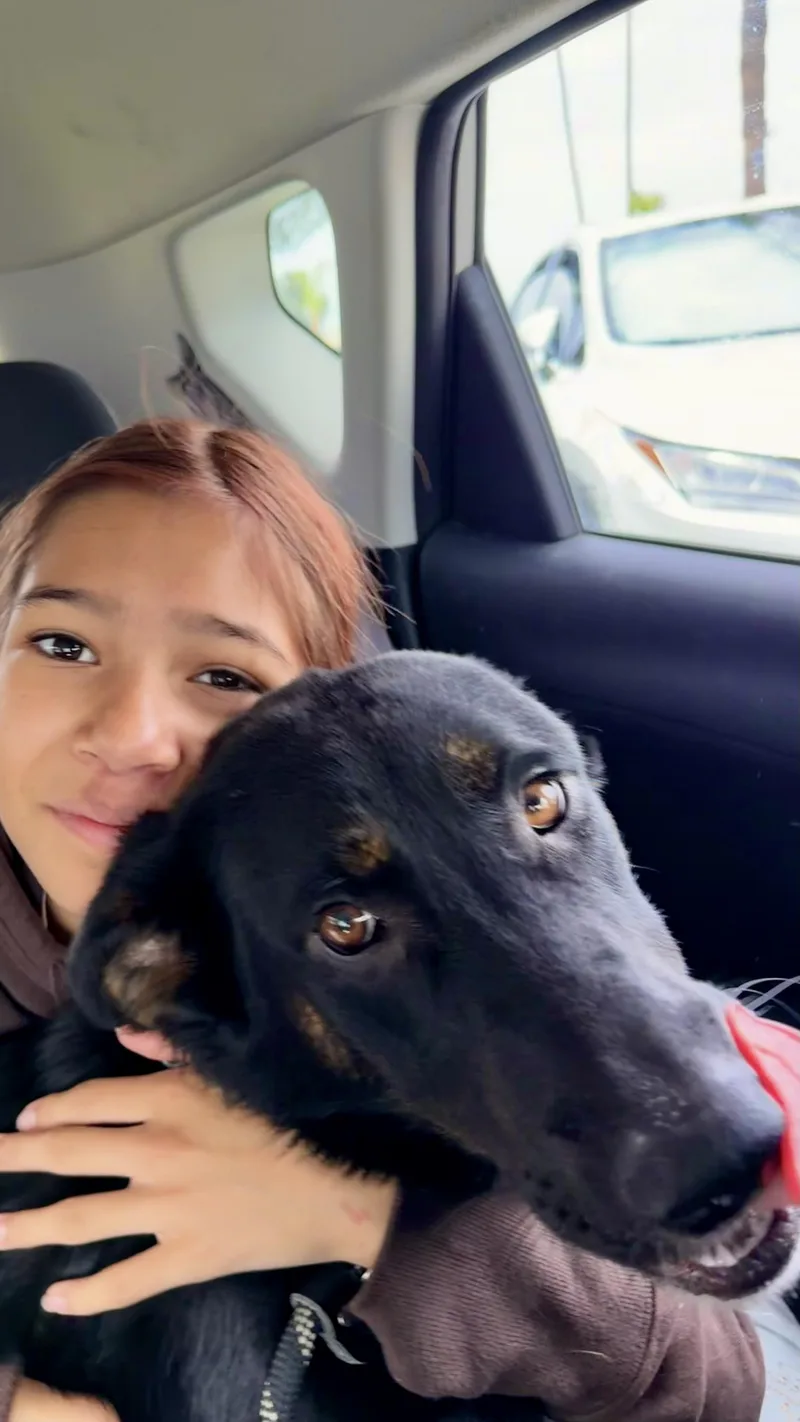 A young large-sized female Bicolor German Shepherd Dog dog named Twinkle for adoption in Thousand Oaks, CA