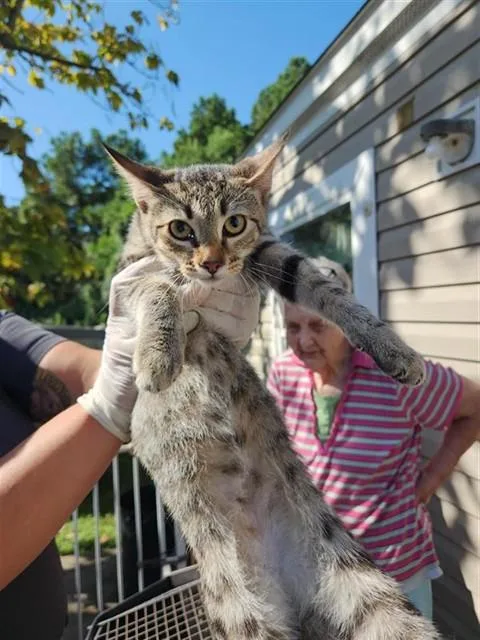 A baby medium-sized female Domestic Short Hair cat named A for adoption in Houston, TX
