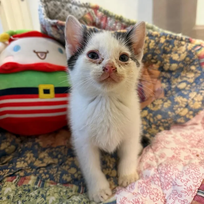 A baby small-sized male White Domestic Short Hair cat named Garbanzo for adoption in Jupiter, FL