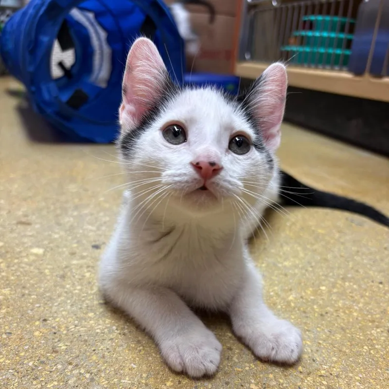 Garbanzo thumbnail 2