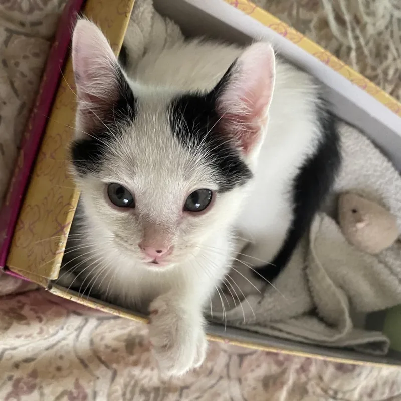 Garbanzo thumbnail 3