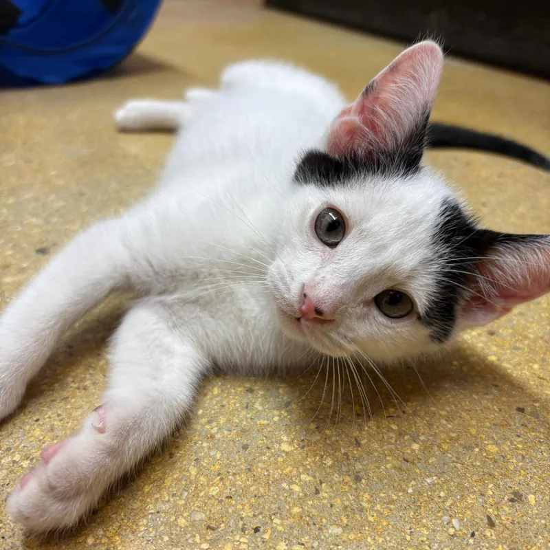 Garbanzo thumbnail 4