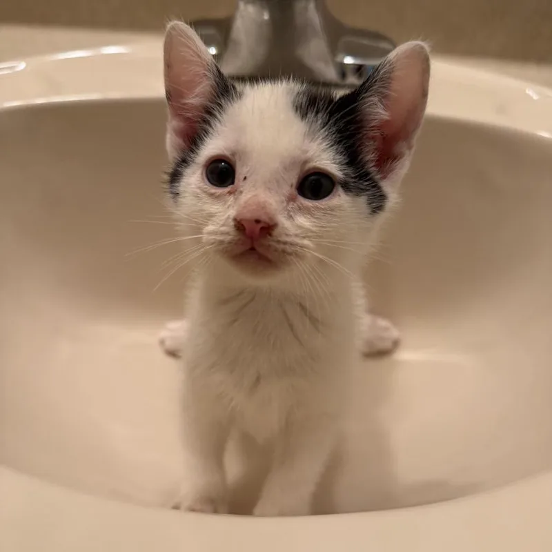 Garbanzo thumbnail 5