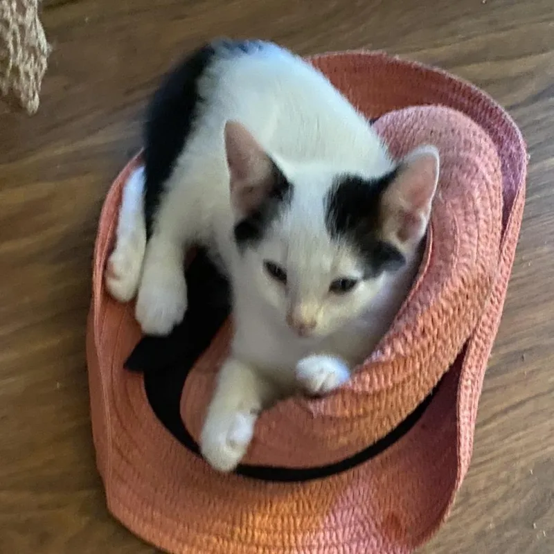 Garbanzo thumbnail 6