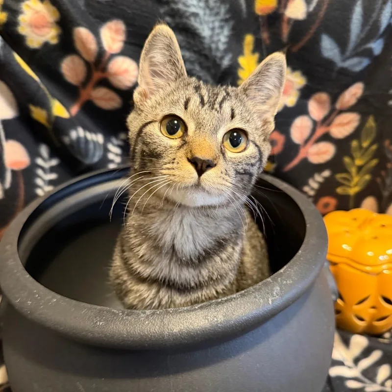 An adult medium-sized female Domestic Short Hair cat named Batman Holden for adoption in Fredericksburg, VA
