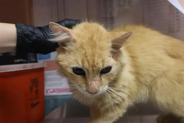 A senior medium-sized male Domestic Short Hair cat named Tuna for adoption in Columbia, SC