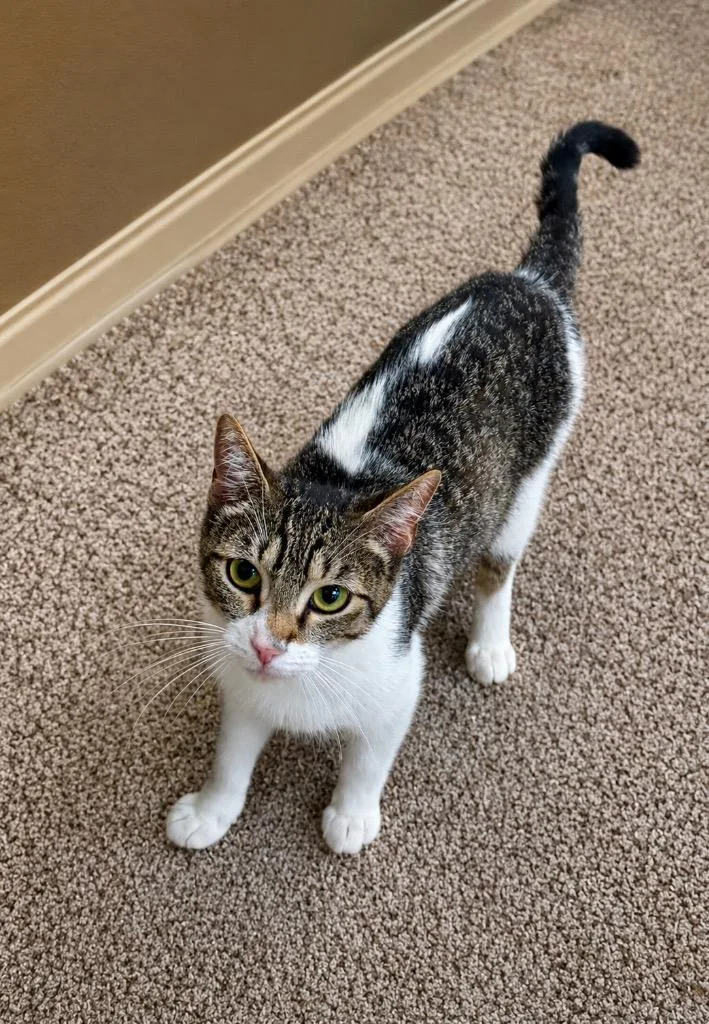 A young medium-sized female Domestic Short Hair cat named Applebottom for adoption in Fort Lupton, CO