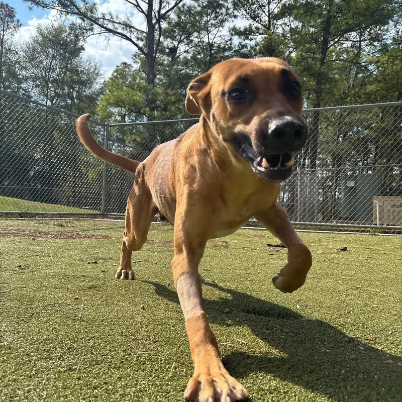 An adult large-sized male Yellow / Tan / Blond / Fawn Black Mouth Cur dog named Scooby for adoption in Birmingham, AL