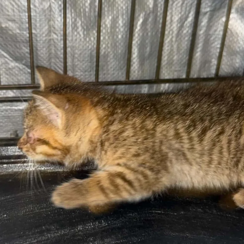 A baby small-sized female Brown / Chocolate Domestic Short Hair cat named Jamaica Beach for adoption in Stephenville, TX