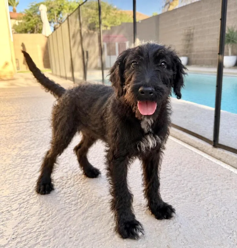 A baby large-sized male Bicolor Labradoodle dog named Merlin for adoption in Las Vegas, NV