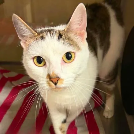 A young medium-sized female Torbie Domestic Short Hair cat named Zoe for adoption in Concord, NC