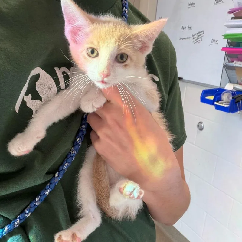 A baby small-sized male Buff / Tan / Fawn Domestic Short Hair cat named Mbappe for adoption in Council Bluffs, IA