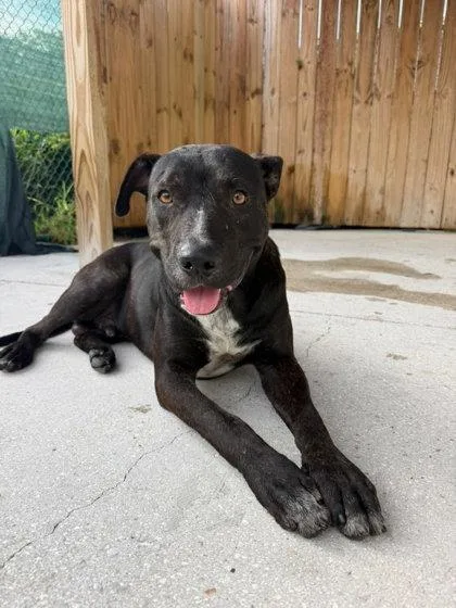 An adult large-sized male American Staffordshire Terrier dog named Bruno for adoption in North Miami Beach, FL