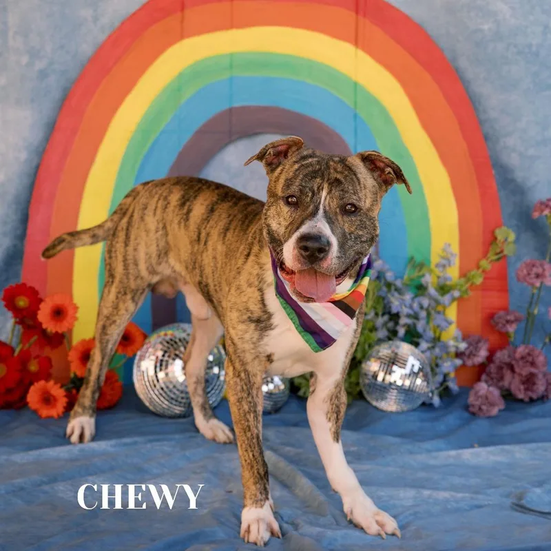 Chewy thumbnail 5