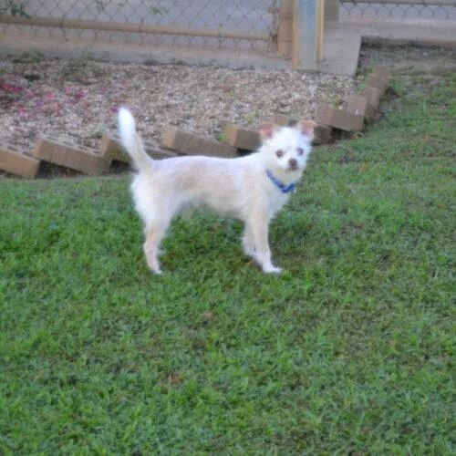 A senior small-sized male Yellow / Tan / Blond / Fawn Chihuahua dog named Prince Peabody for adoption in Jackson, LA
