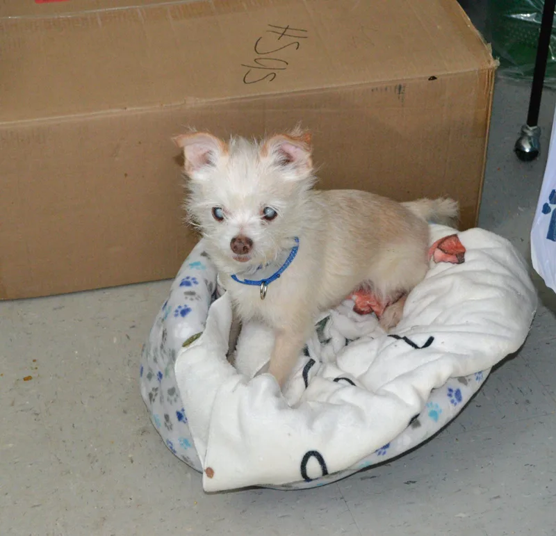 Prince Peabody thumbnail 2