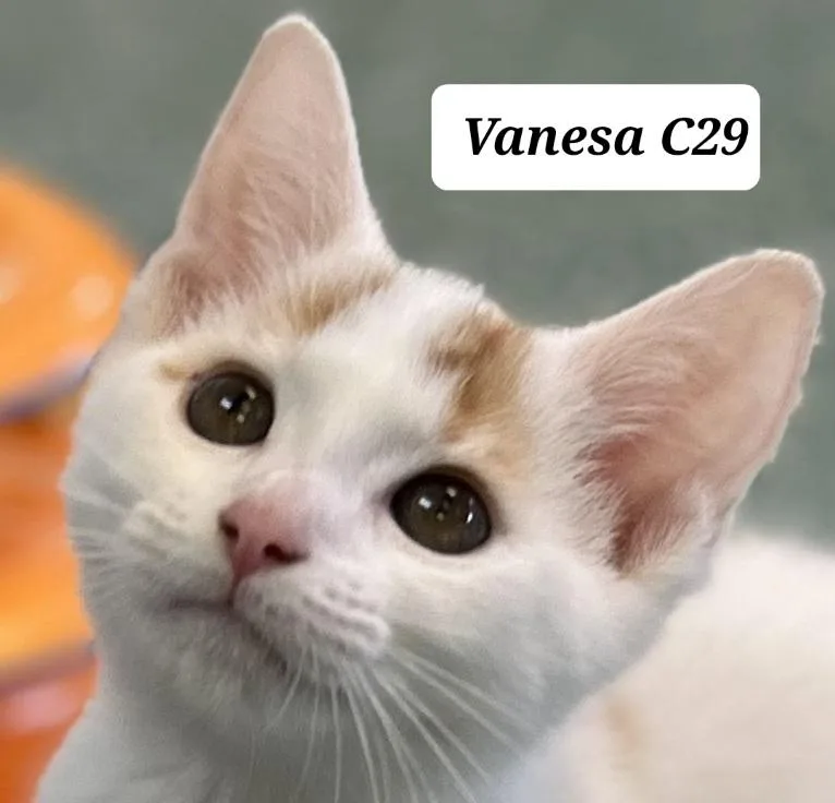 Vanesa