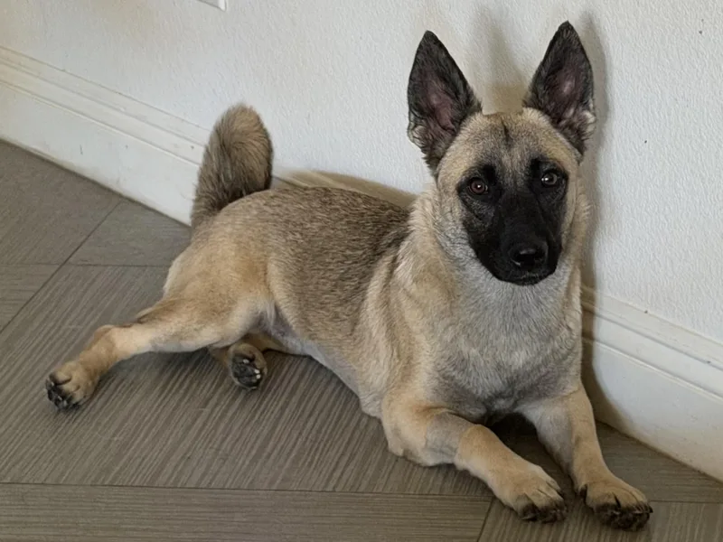 A young medium-sized female Shepherd dog named Raven for adoption in Las Vegas, NV