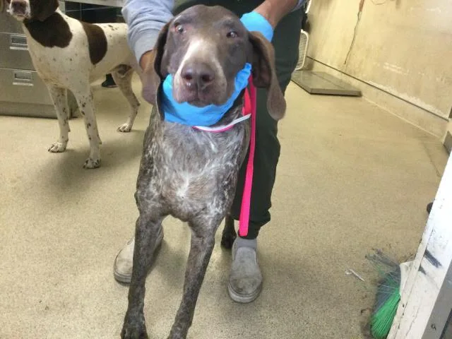 An adult large-sized female German Shorthaired Pointer dog named Joy for adoption in Riverside, CA