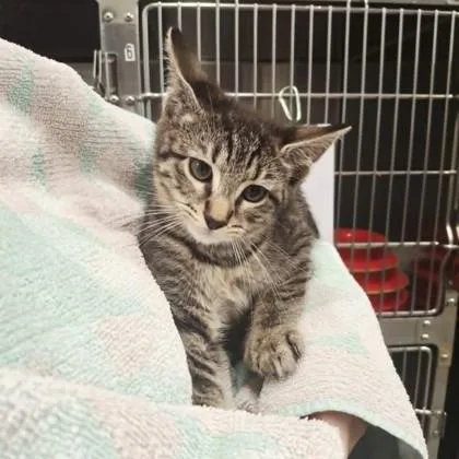 A baby small-sized male Domestic Short Hair cat named Prince for adoption in Voorhees, NJ